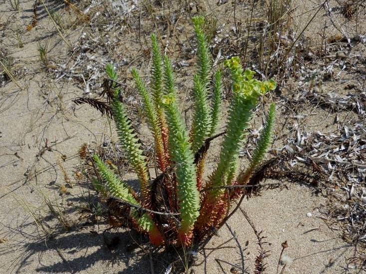 Euphorbia paralias / Euforbia marittima